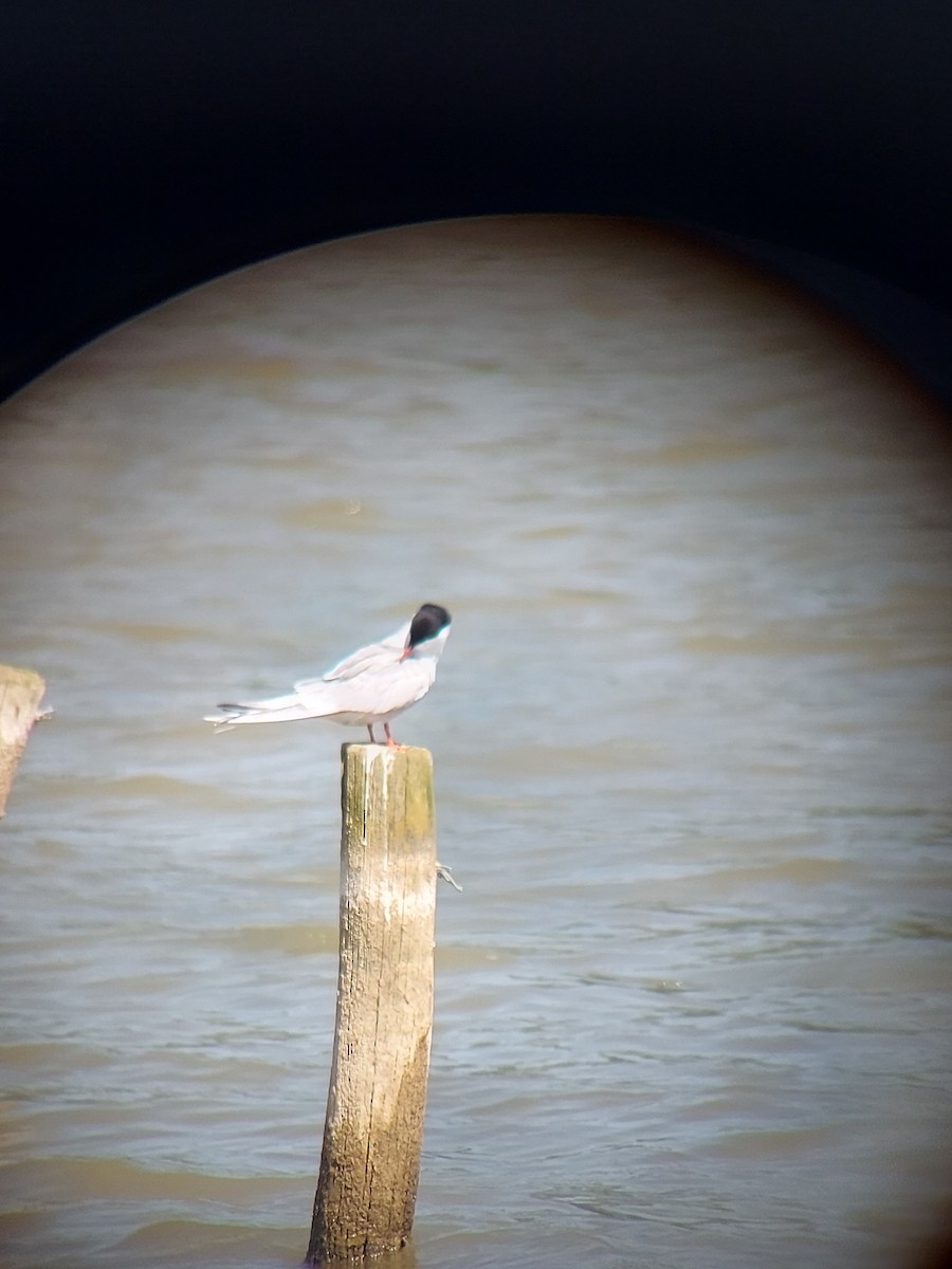 Common Tern - Anonymous