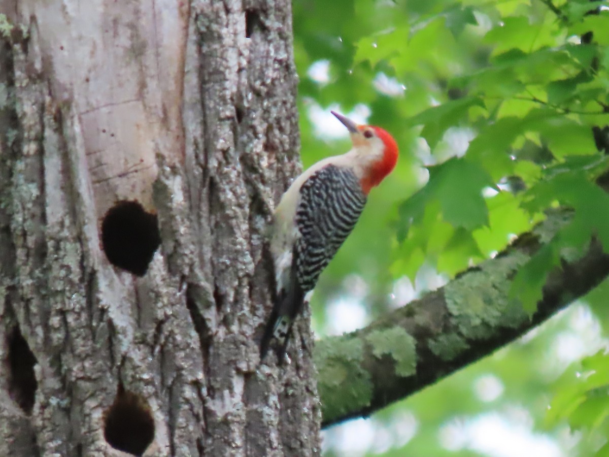 Red-bellied Woodpecker - Terryl  Tindall