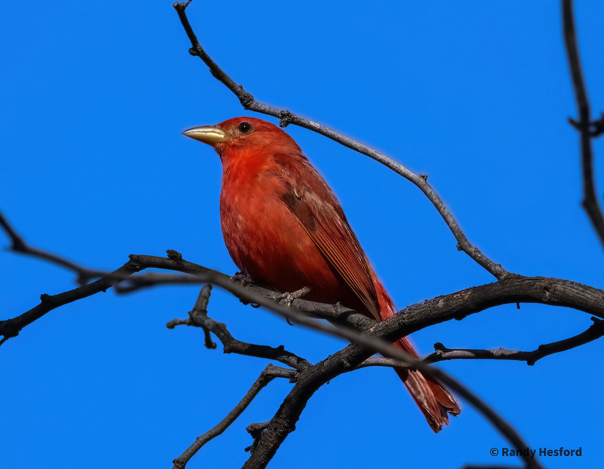 Summer Tanager - Randy Hesford