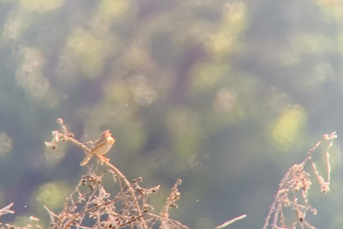 Grasshopper Sparrow - Nancy Clogston