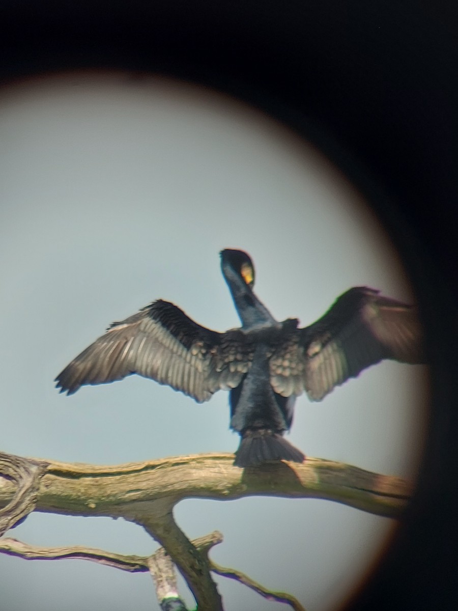 Great Cormorant - Anonymous