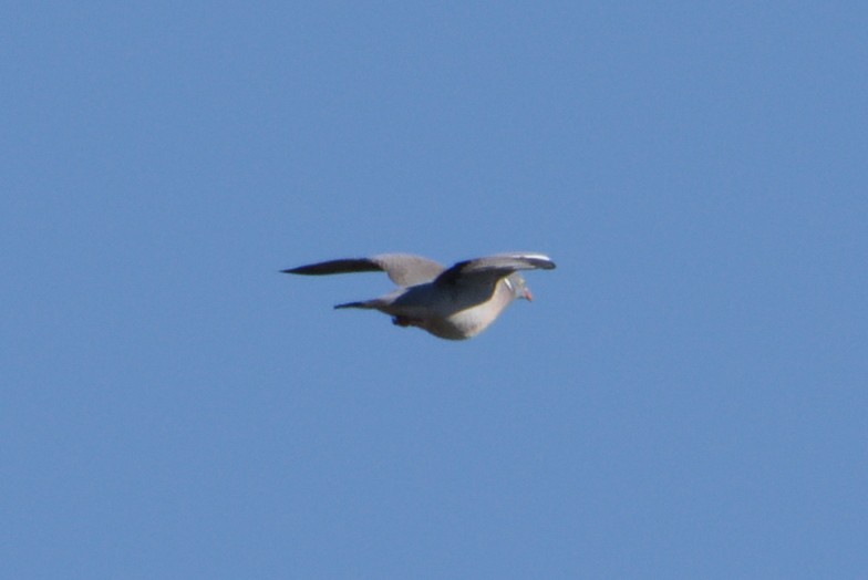 Common Wood-Pigeon - ML619294732