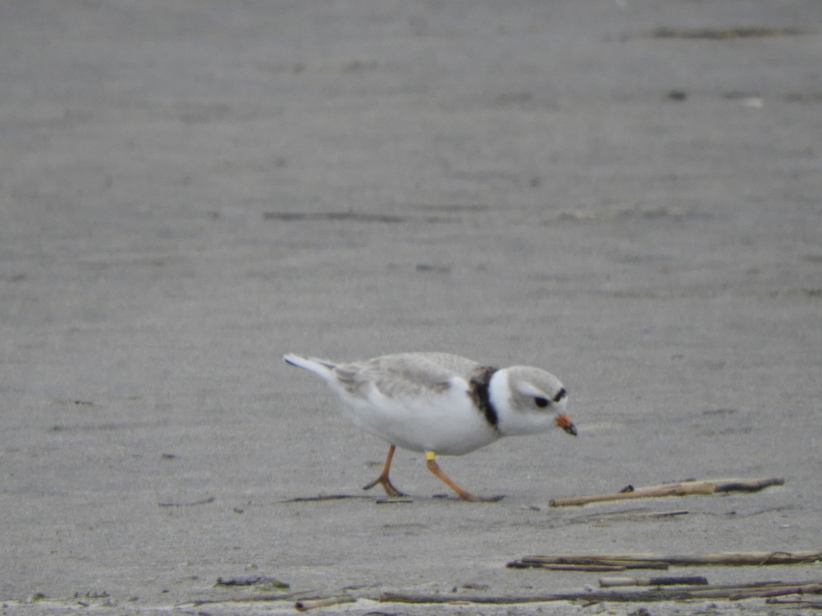 Piping Plover - Max Carroll