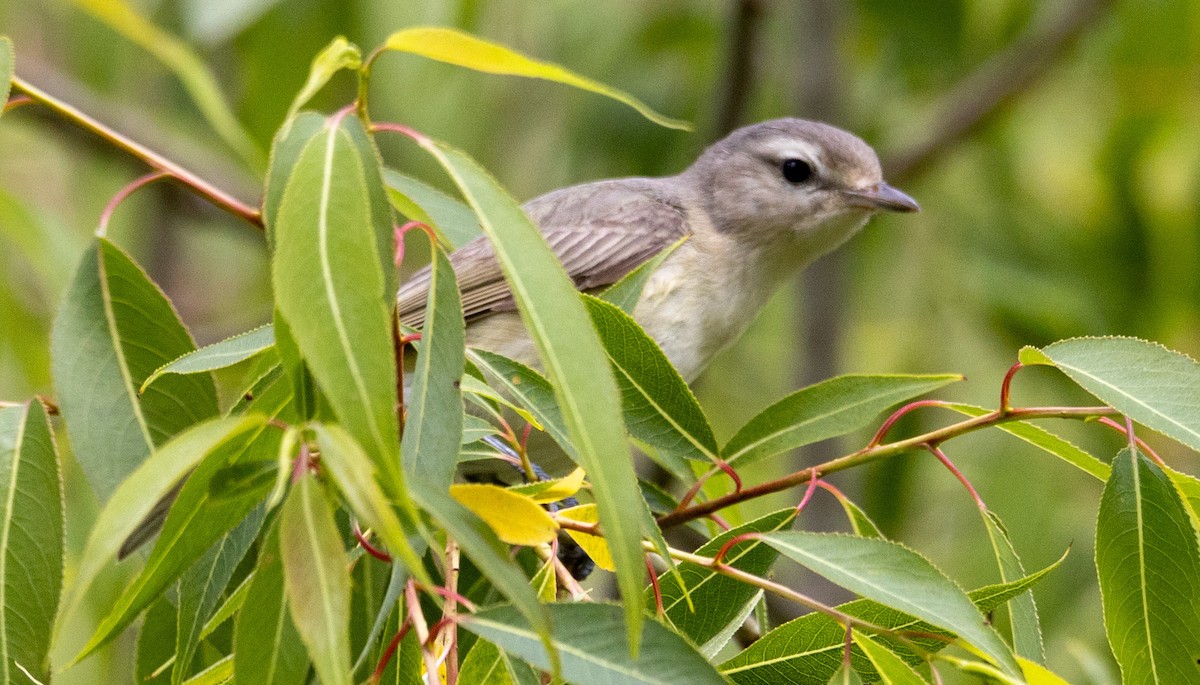 Warbling Vireo (Eastern) - George Keller