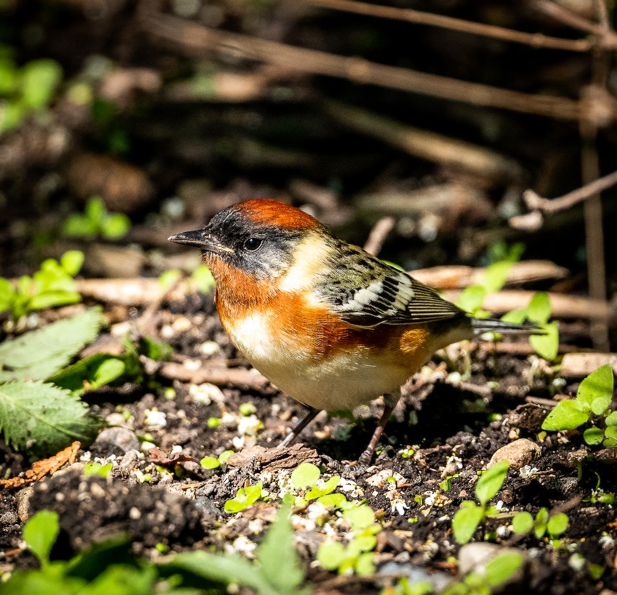 Bay-breasted Warbler - Claude Garand