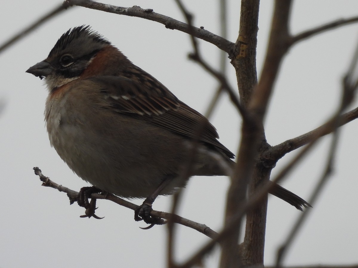 Rufous-collared Sparrow - Laura Bianchi