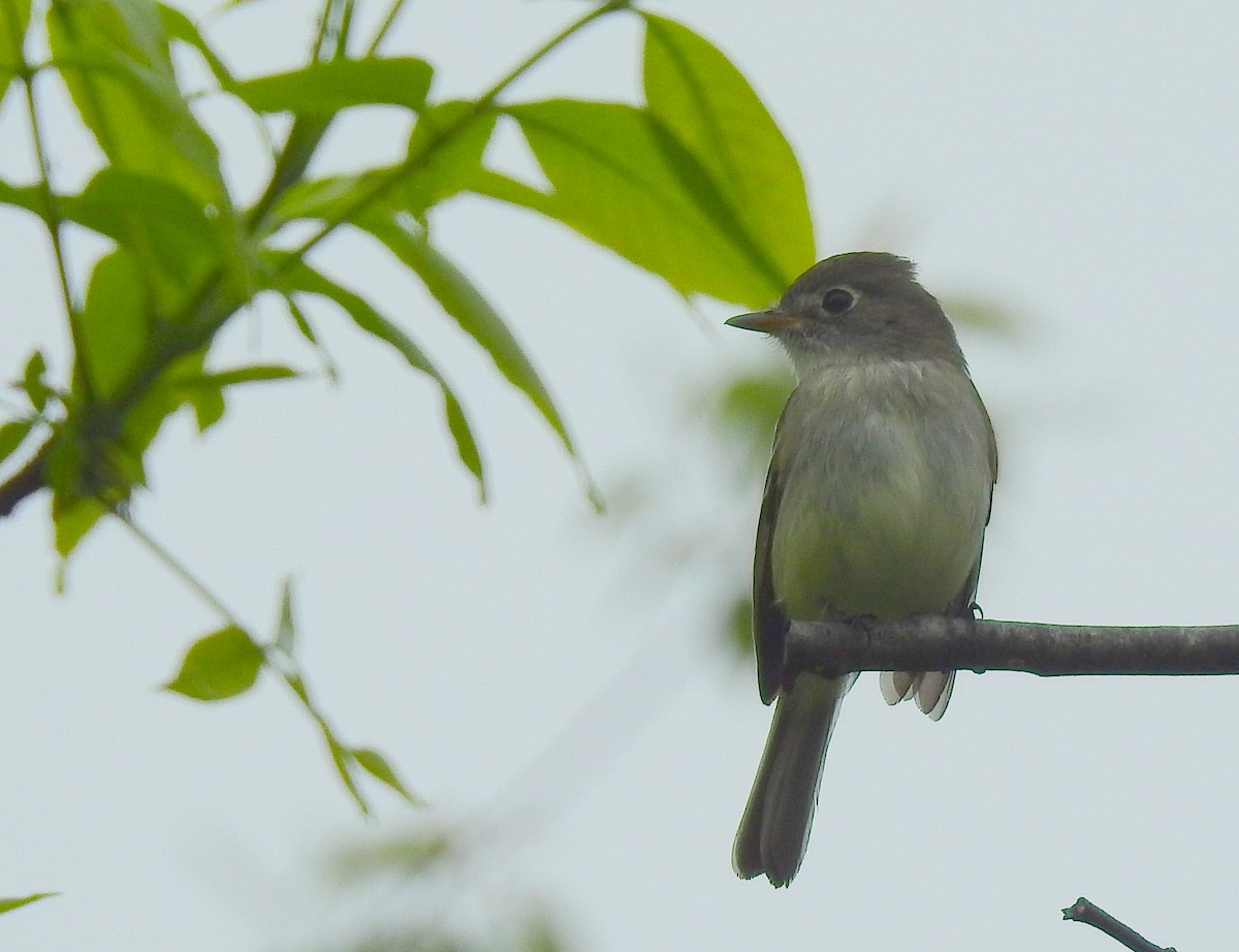 Mosquero Mínimo - ML619294752