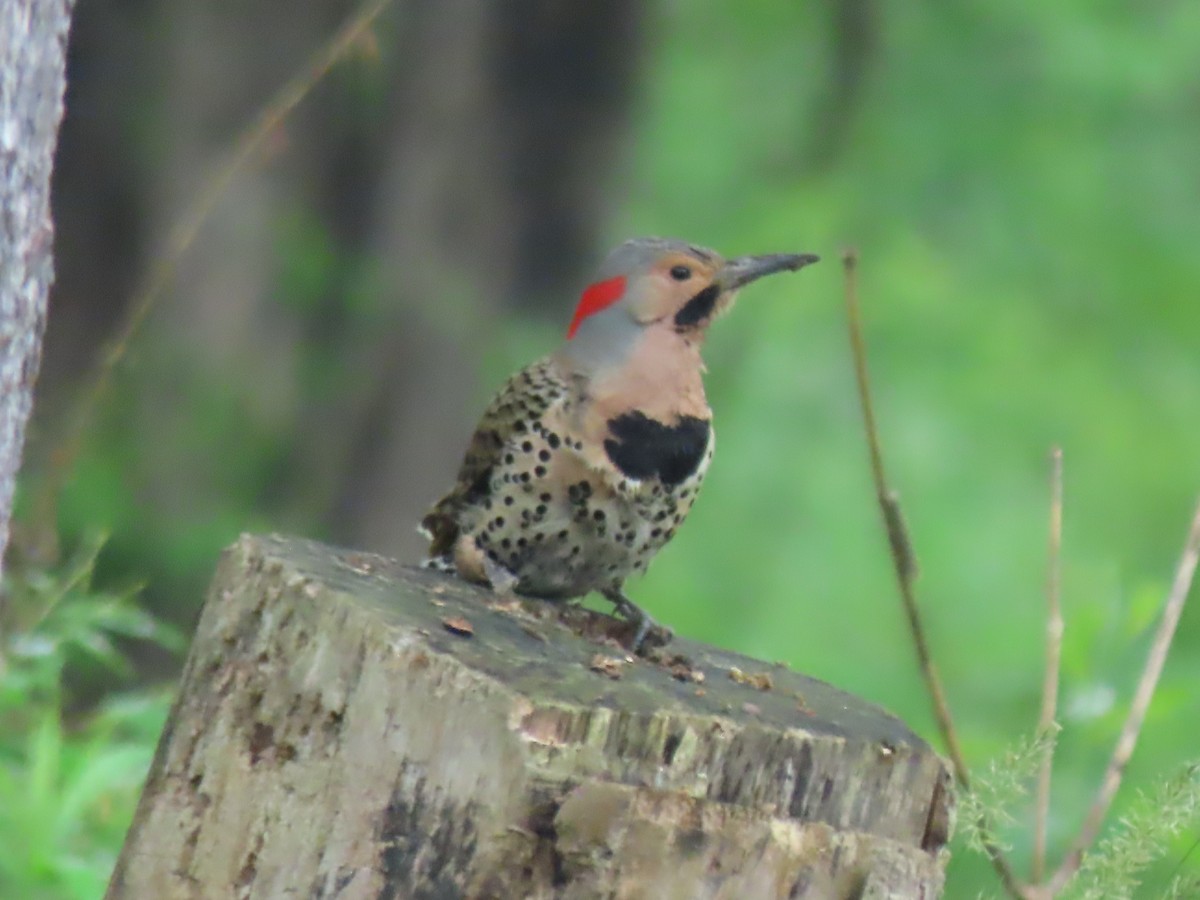 Northern Flicker - ML619294754