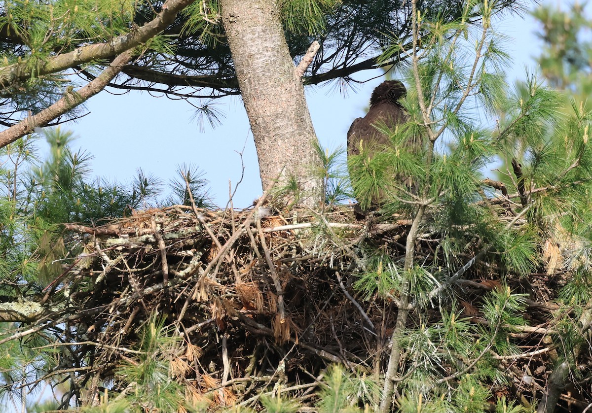 Bald Eagle - Rod Schmidt