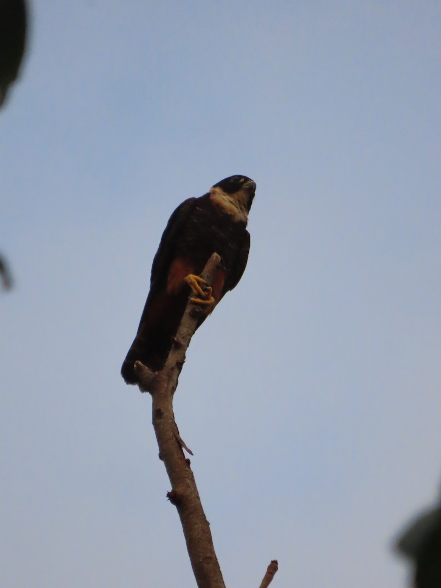 Bat Falcon - Randy Lynch