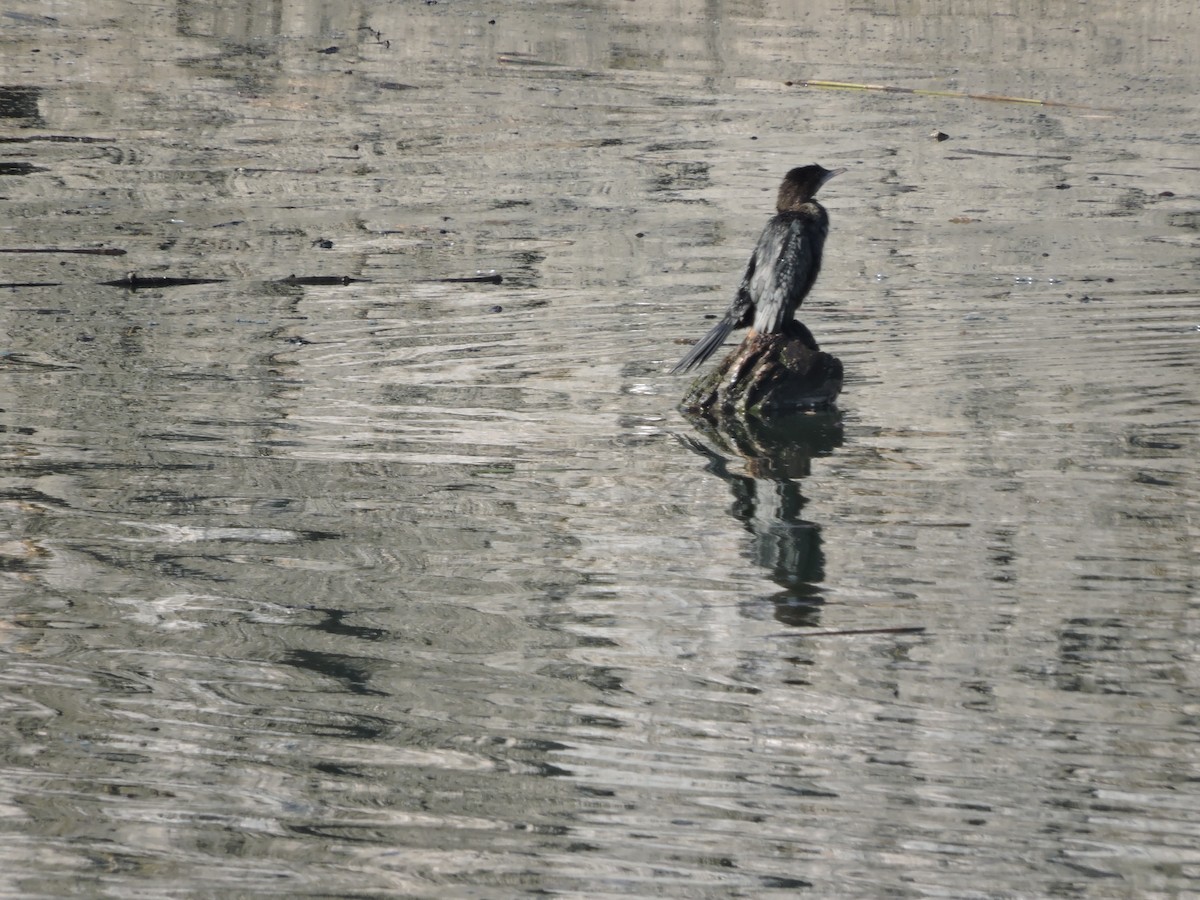 Pygmy Cormorant - Vladislav Kurakhtenkov