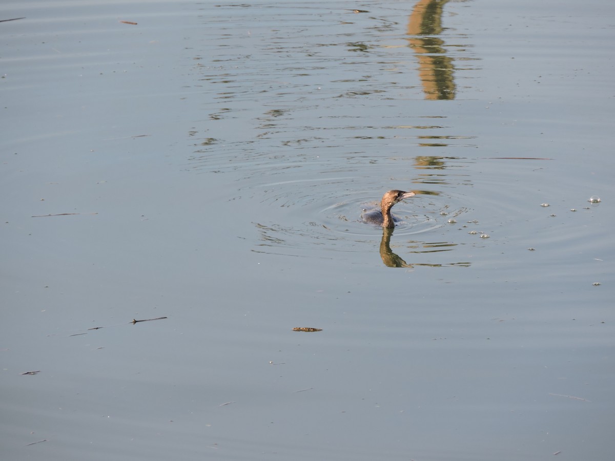 Pygmy Cormorant - ML619294790