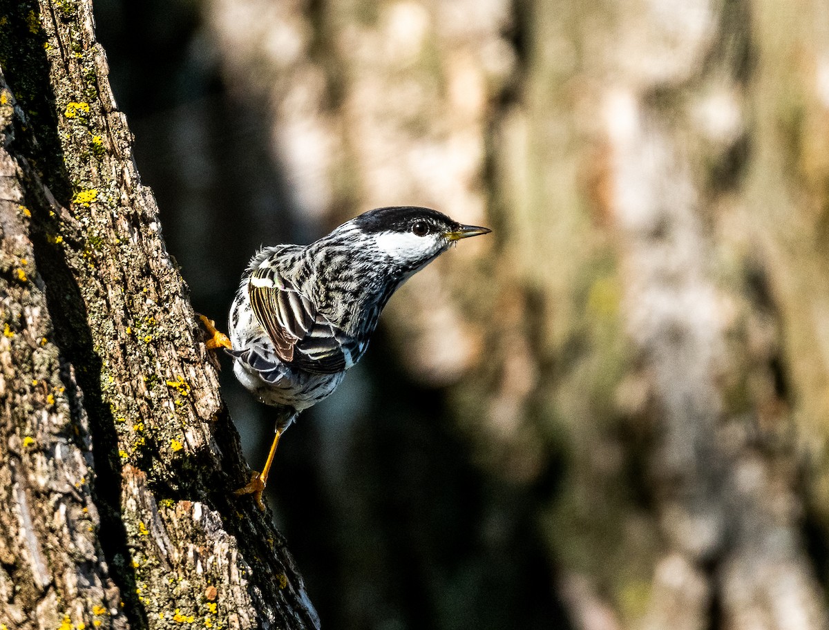 Blackpoll Warbler - Claude Garand