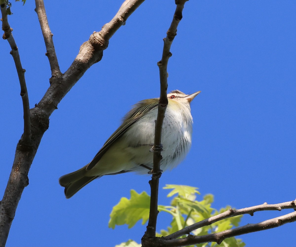 Red-eyed Vireo - Rod Schmidt