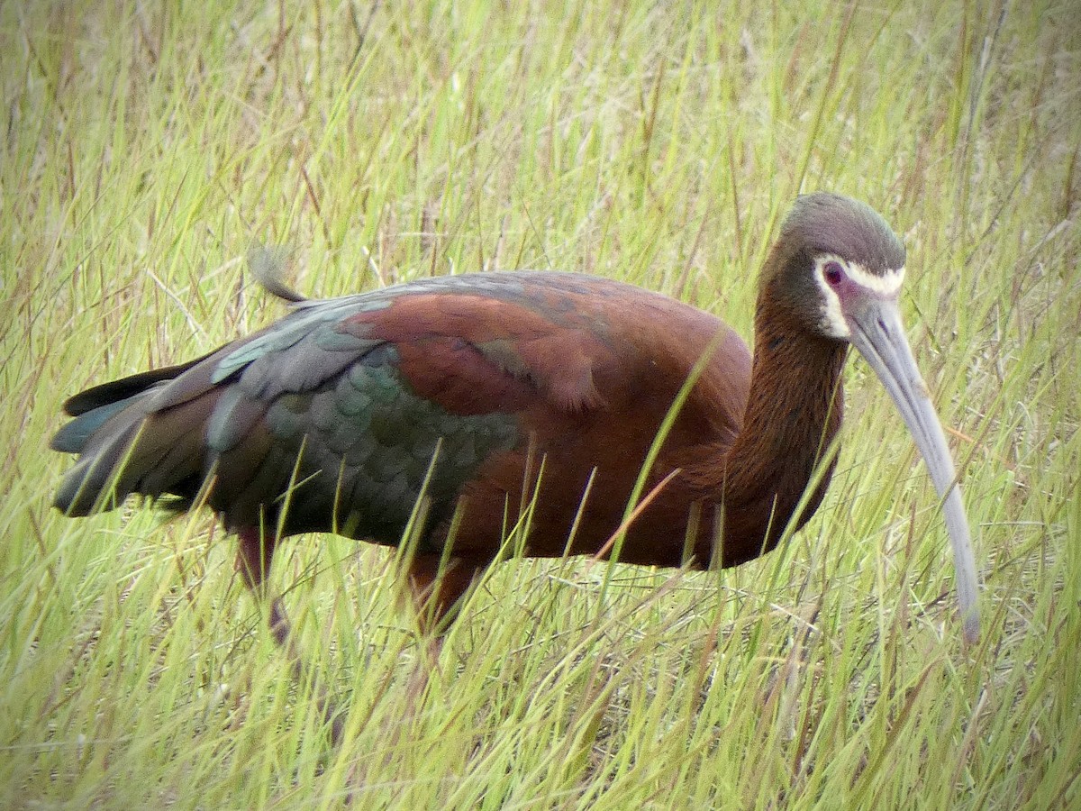 White-faced Ibis - Anthony Albrecht