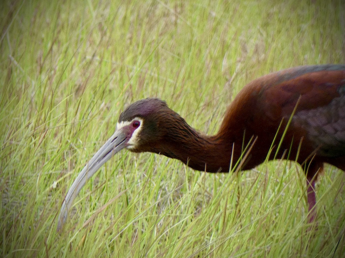 White-faced Ibis - Anthony Albrecht