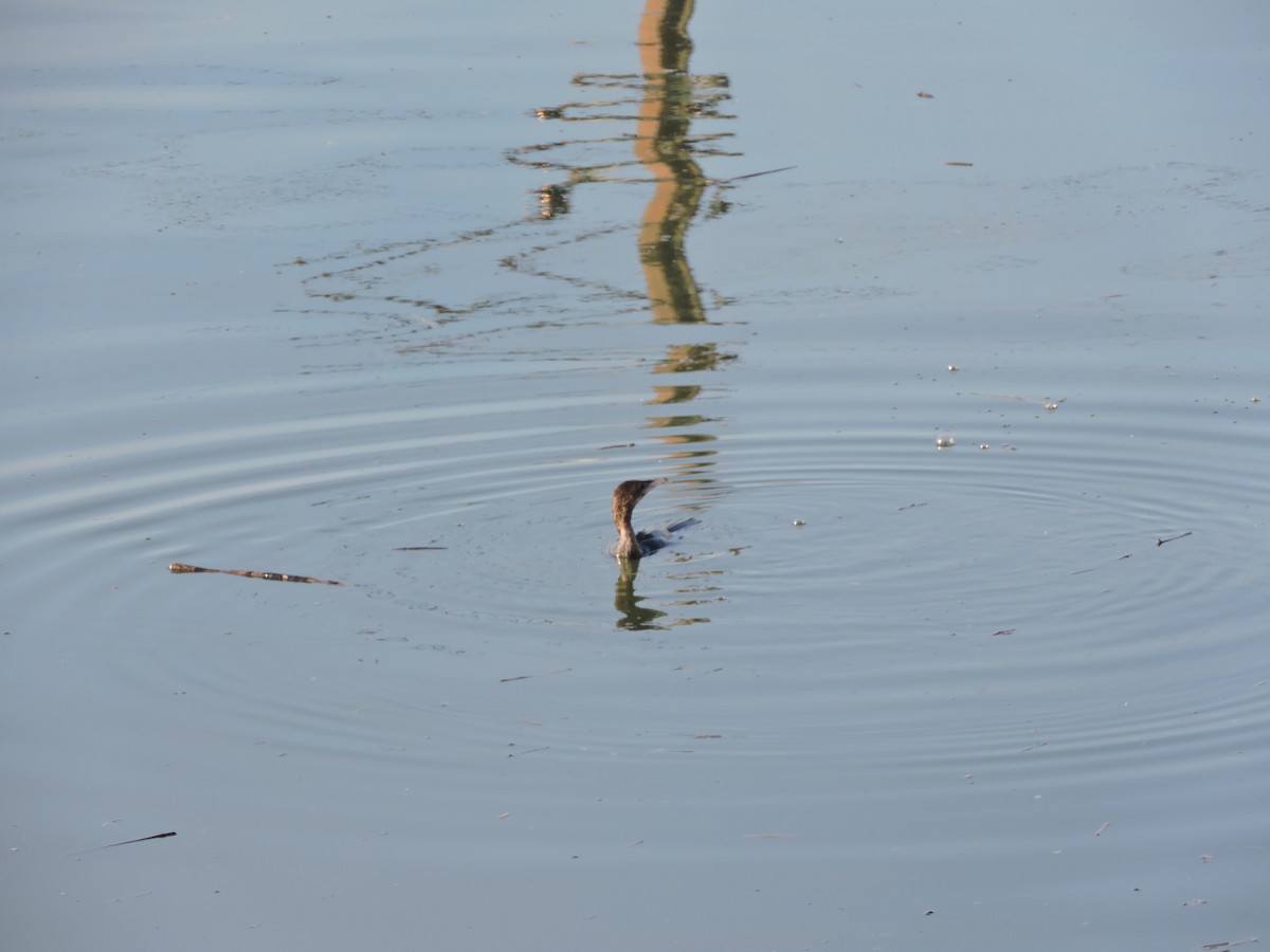 Pygmy Cormorant - Vladislav Kurakhtenkov