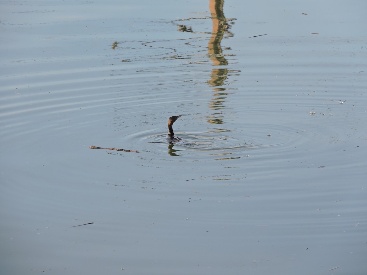 Pygmy Cormorant - Vladislav Kurakhtenkov