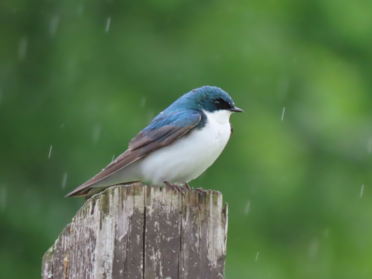 Tree Swallow - ML619294837