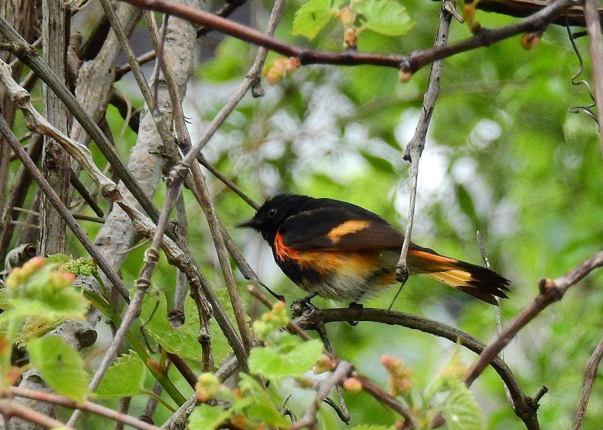 American Redstart - ML619294849