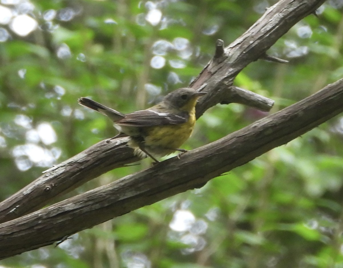 Magnolia Warbler - ML619294854