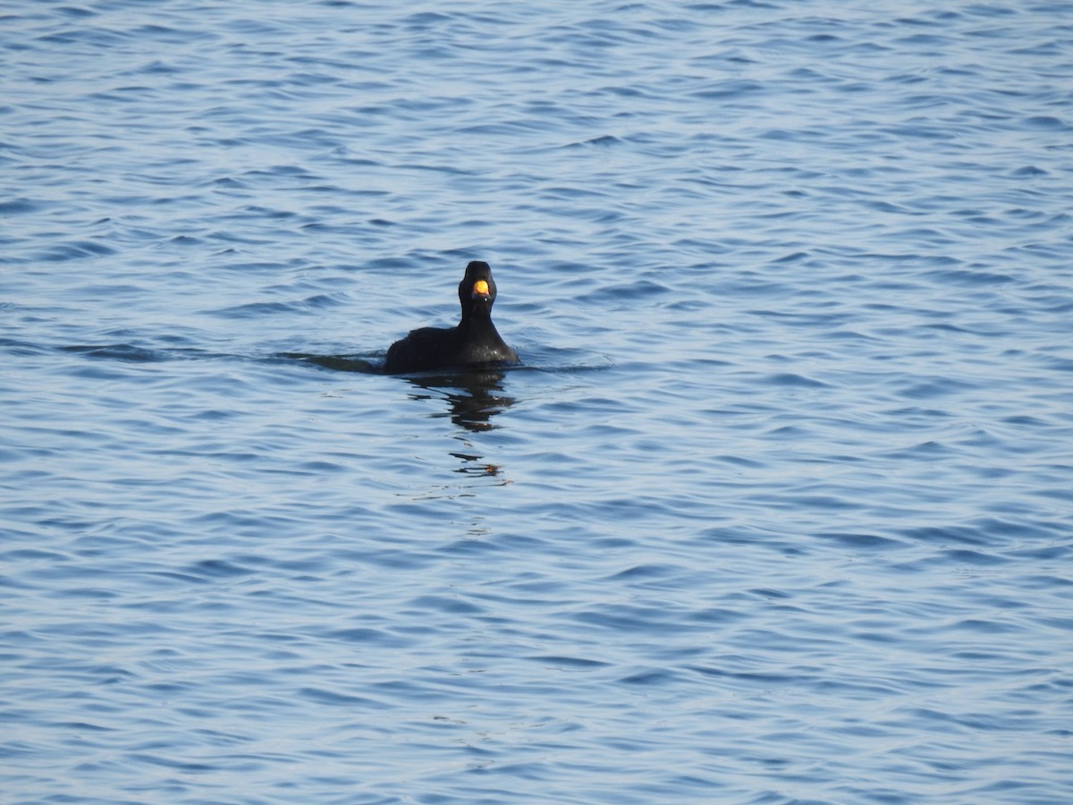 Black Scoter - ML619294860