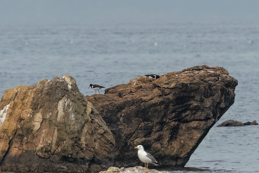 Eurasian Oystercatcher - ML619294865