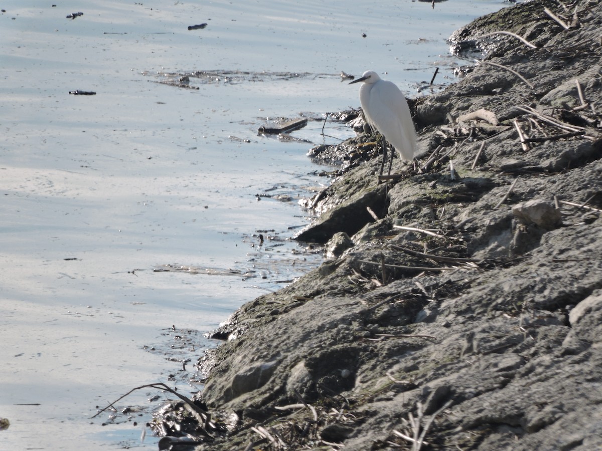 Little Egret - Vladislav Kurakhtenkov