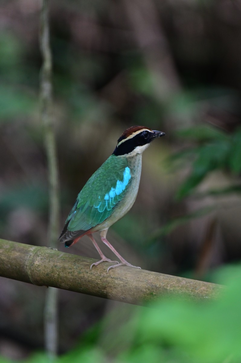 Fairy Pitta - YUCHI TSAI