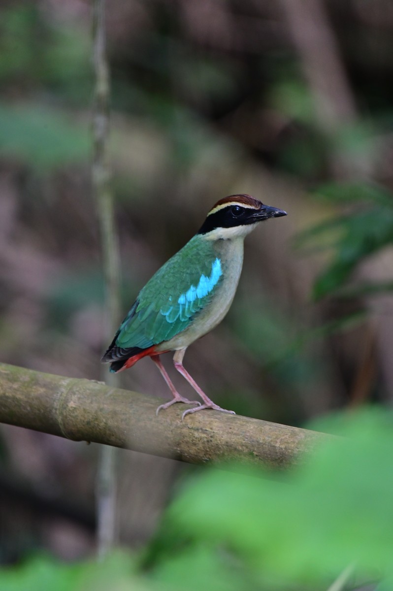 Fairy Pitta - YUCHI TSAI