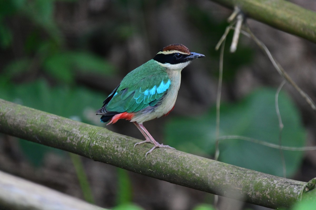 Fairy Pitta - YUCHI TSAI