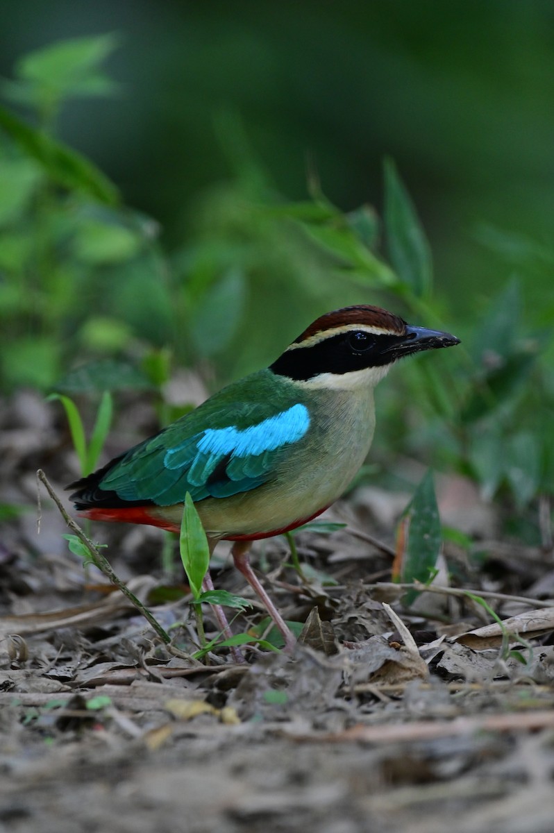 Fairy Pitta - YUCHI TSAI