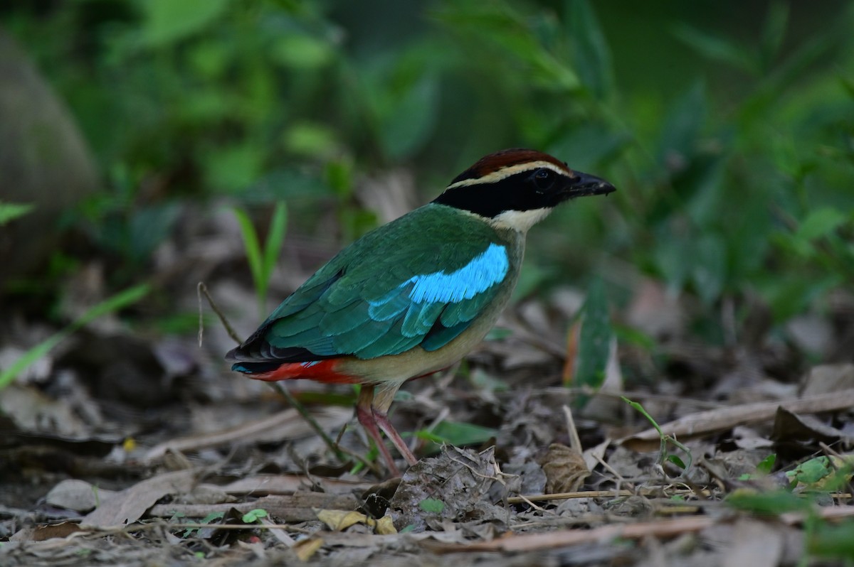 Fairy Pitta - YUCHI TSAI