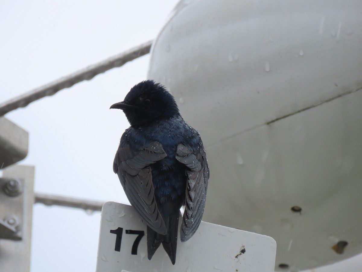 Purple Martin - ML619294905