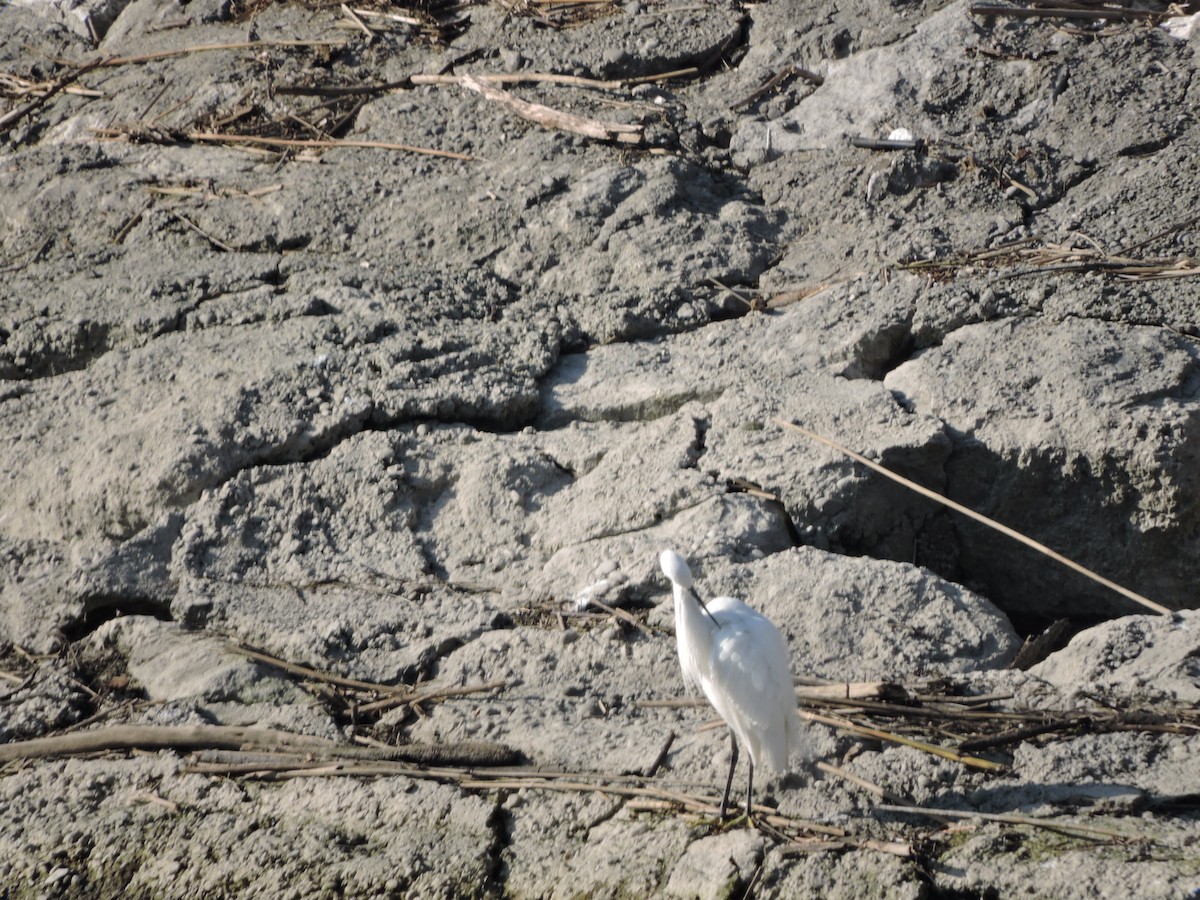 Little Egret - Vladislav Kurakhtenkov