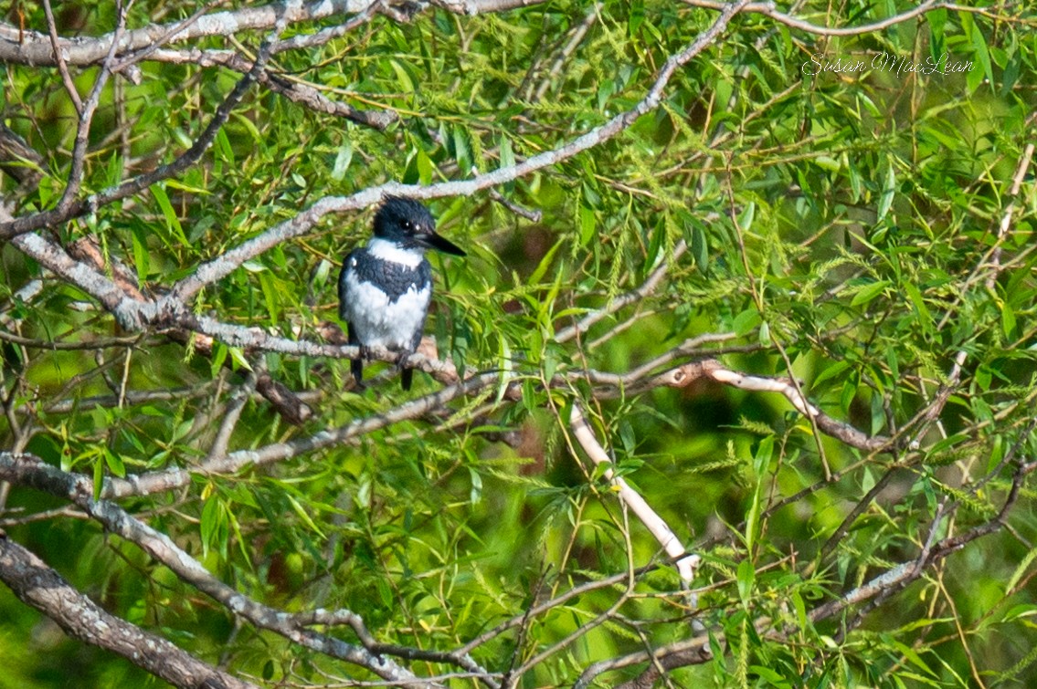 Belted Kingfisher - Susan MacLean