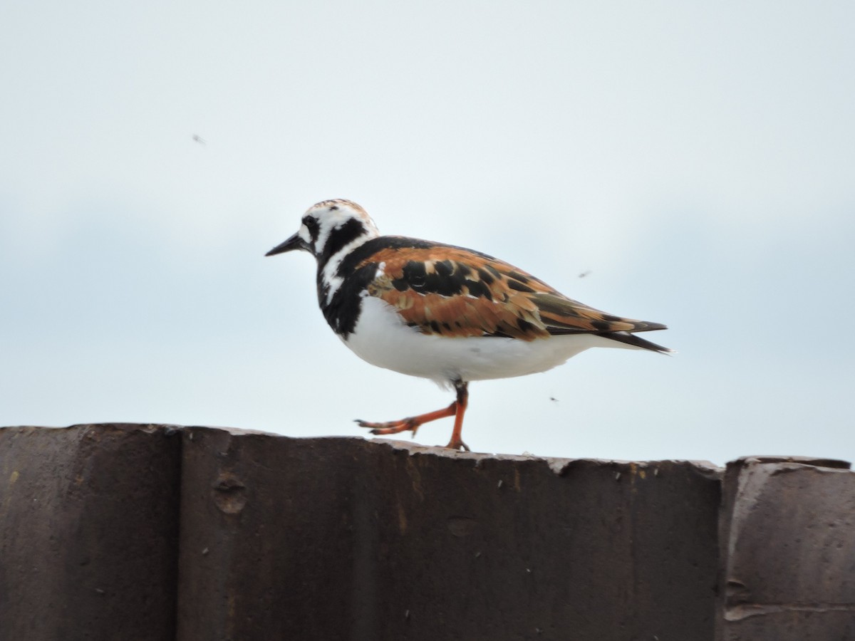 Ruddy Turnstone - ML619294927