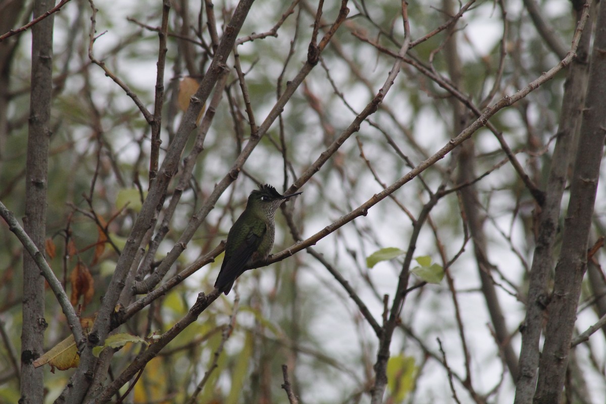 Green-backed Firecrown - ML619294937