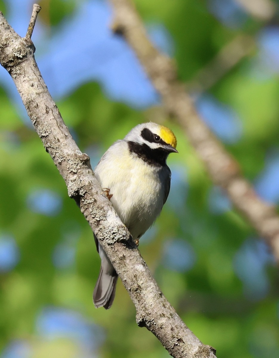 Golden-winged Warbler - Rod Schmidt