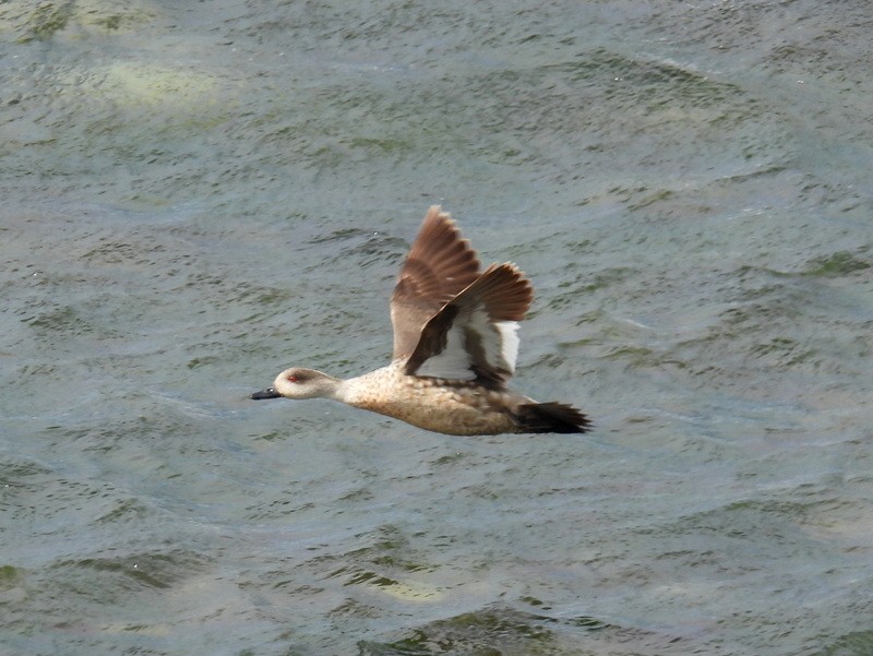 Crested Duck - bob butler