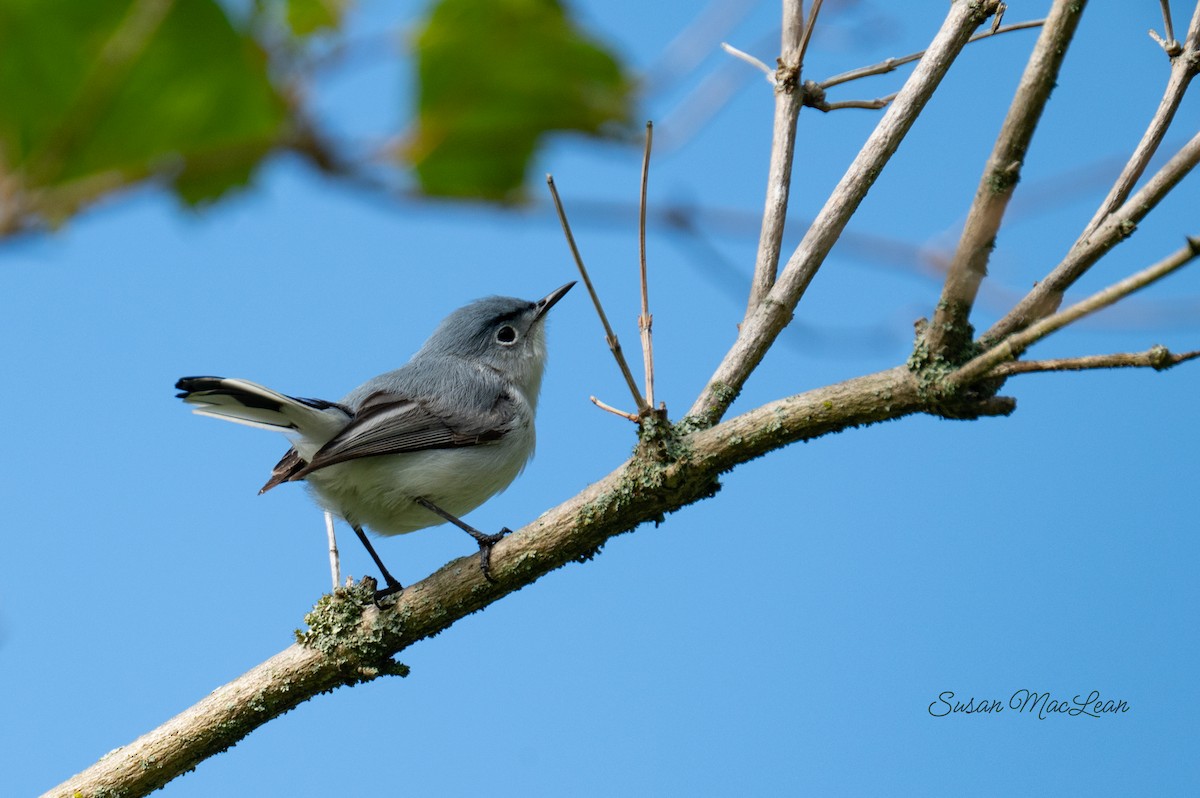 Blue-gray Gnatcatcher - Susan MacLean