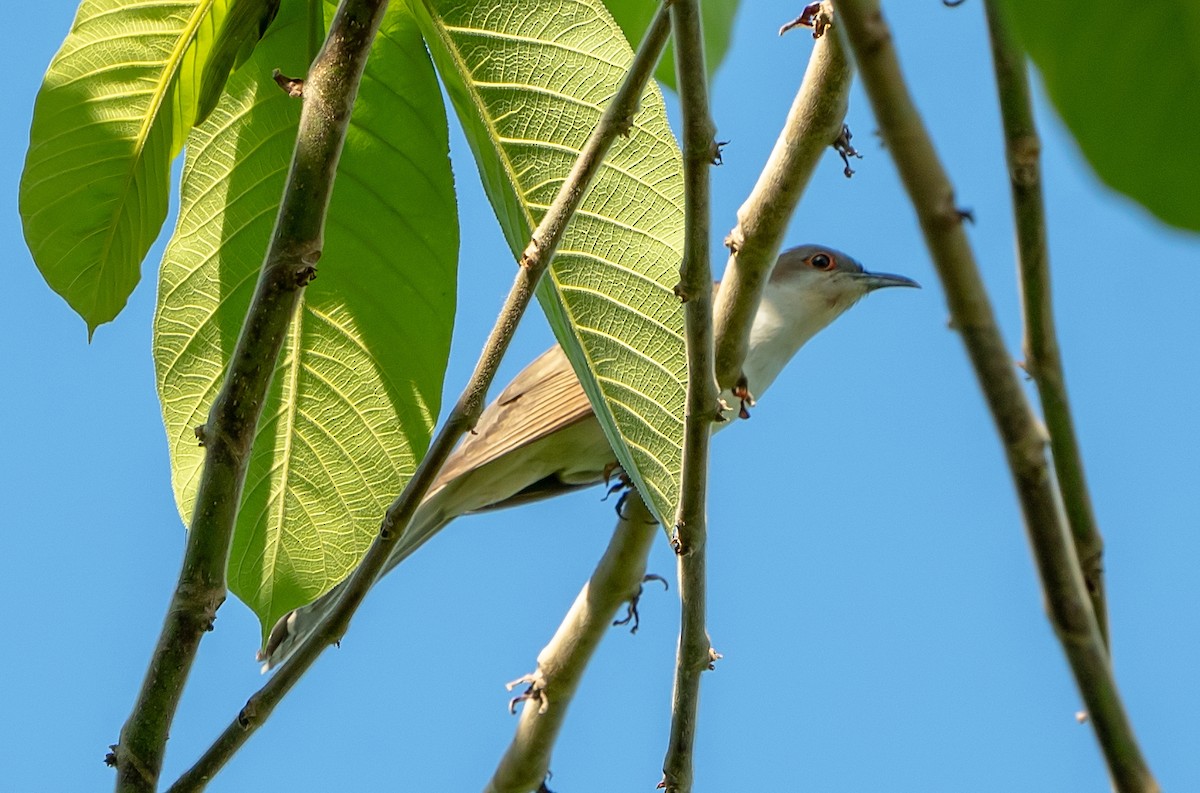 Yellow-billed/Black-billed Cuckoo - ML619294972