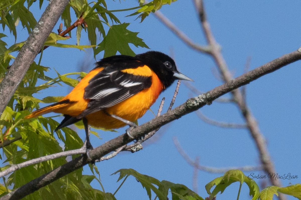 Oriole de Baltimore - ML619294974