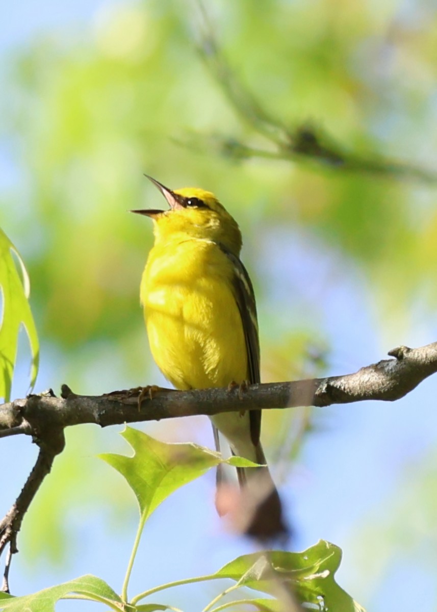 Blue-winged Warbler - Rod Schmidt