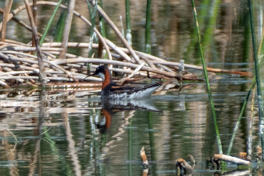 Red-necked Phalarope - David Phillips