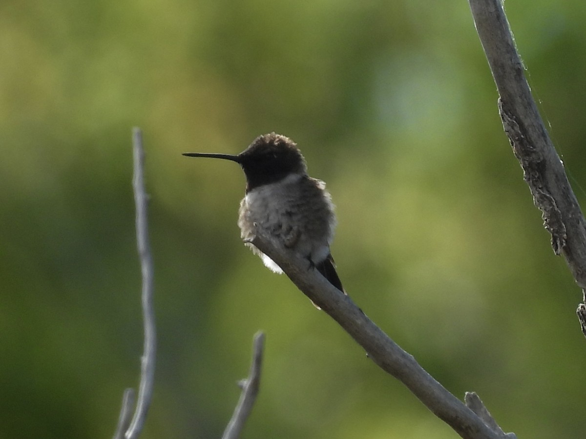 Black-chinned Hummingbird - ML619294993