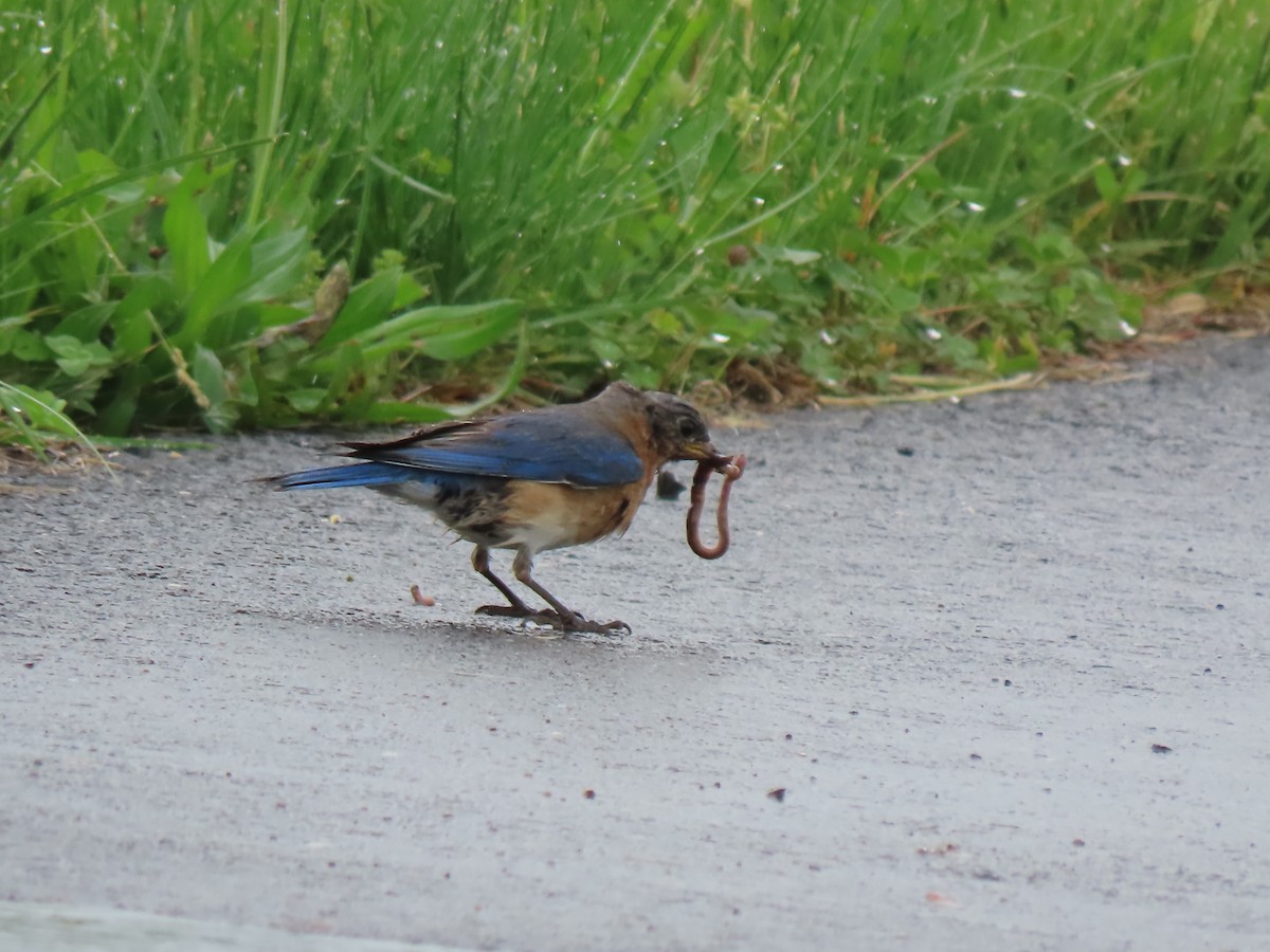 Eastern Bluebird - Terryl  Tindall