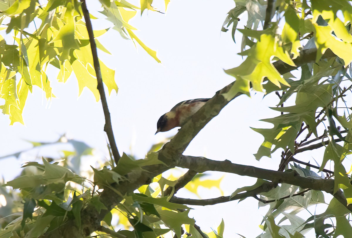 Bay-breasted Warbler - ML619295004