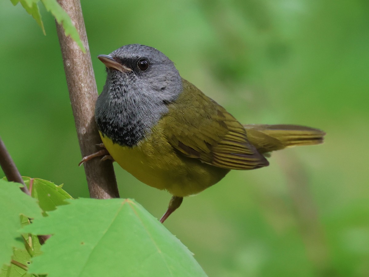 Mourning Warbler - Rod Schmidt