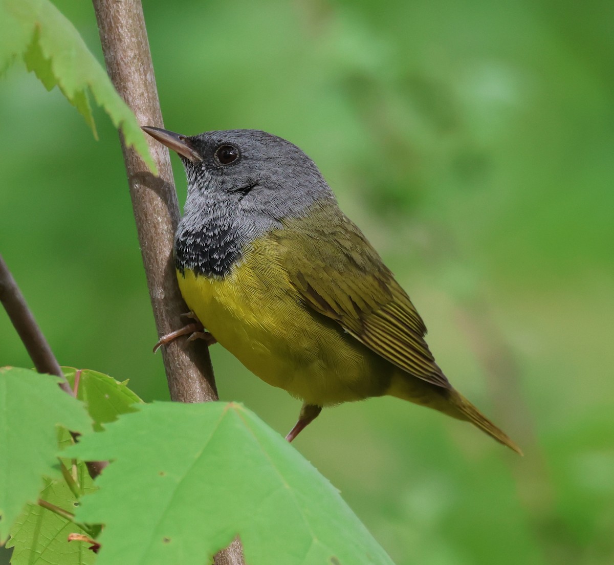 Mourning Warbler - Rod Schmidt